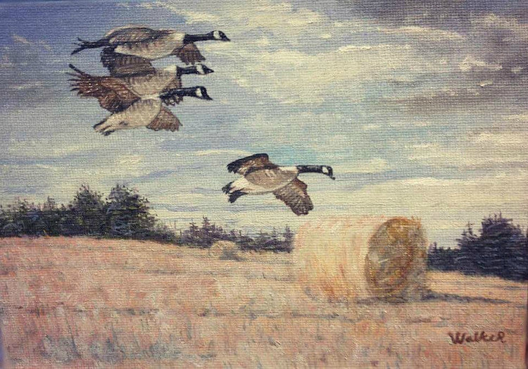 Canada Geese, Canada Goose, Oil Painting, Canadian Artist